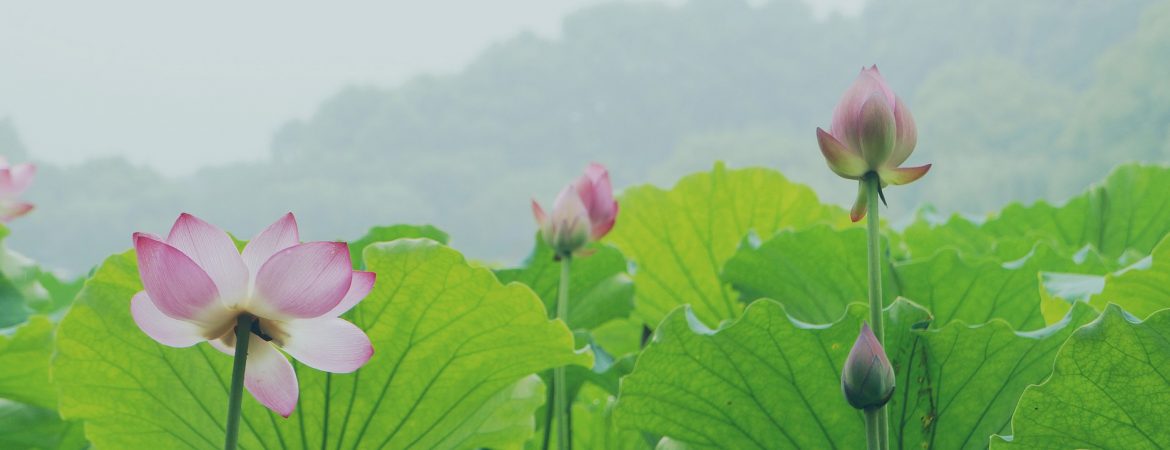 Lotus