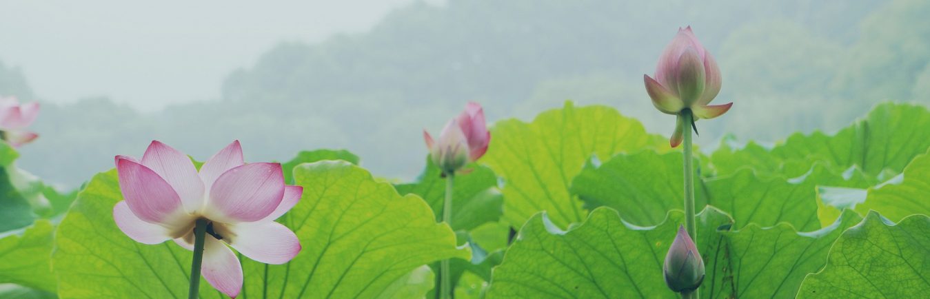 Lotus