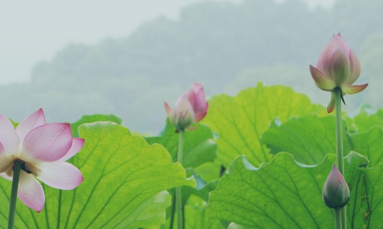 Lotus